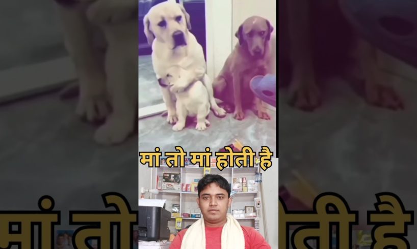 animal help vedio dog #shorts #youtubeshorts #animal #viral #dog