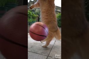 cats 🐶🐈🐈 funny 😂🤣 playing 😂 football #shorts #shortsfeed #youtubeshorts #cat #football