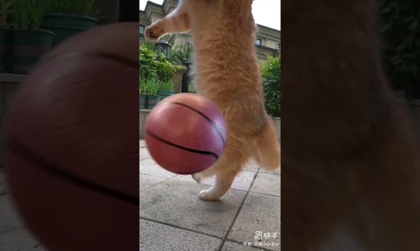 cats 🐶🐈🐈 funny 😂🤣 playing 😂 football #shorts #shortsfeed #youtubeshorts #cat #football