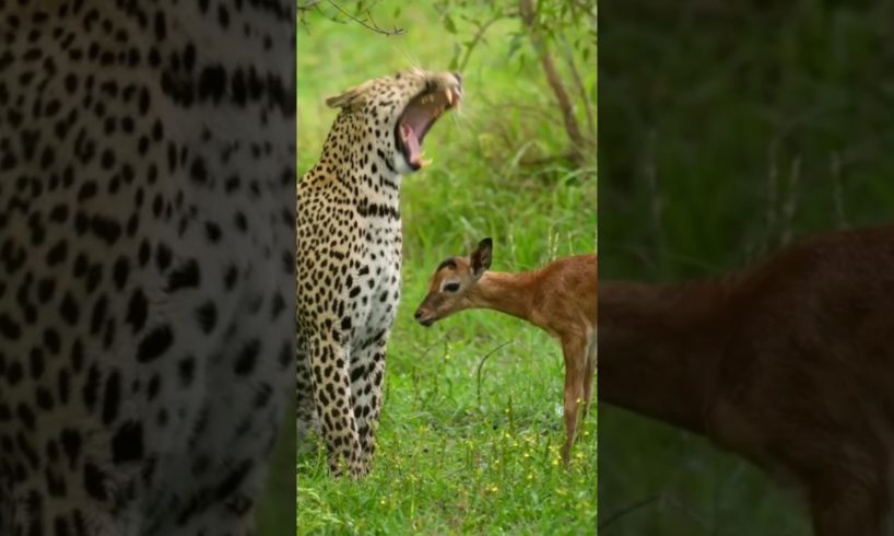 leopard playing with a baby impala #animal #wildlife