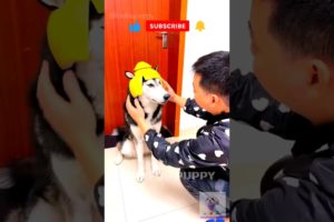 चिंटू को भैया ने बाबू बना दिया 🐶 cutest puppies funny like cartoon hindi #cutepuppies #foufou