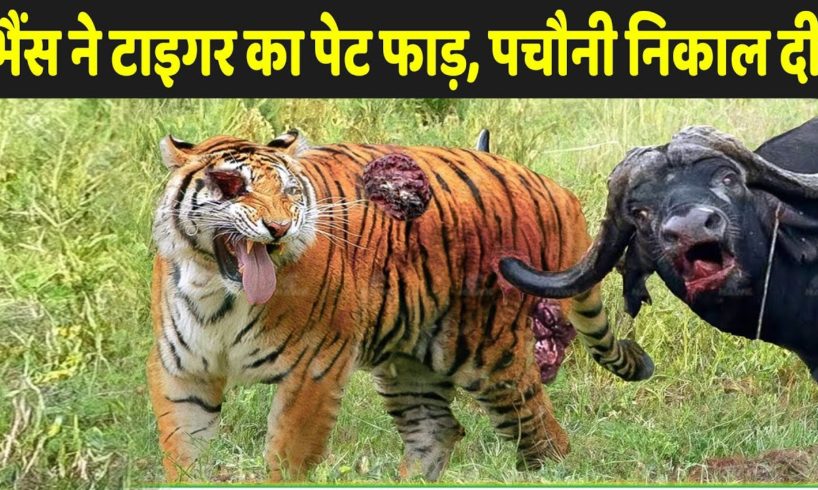 भैंस का रौद्र रूप देख, टाइगर की फट गई | Wildlife Animals Fighting Videos