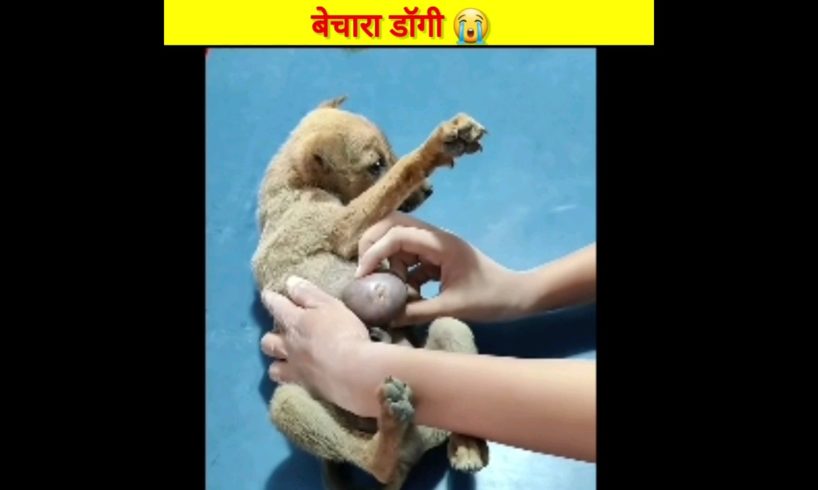 लास्ट तक जरूर देखे 🤯 बेचारा डॉगी #shorts #viralshorts #rescue  #dogsrescue #trending