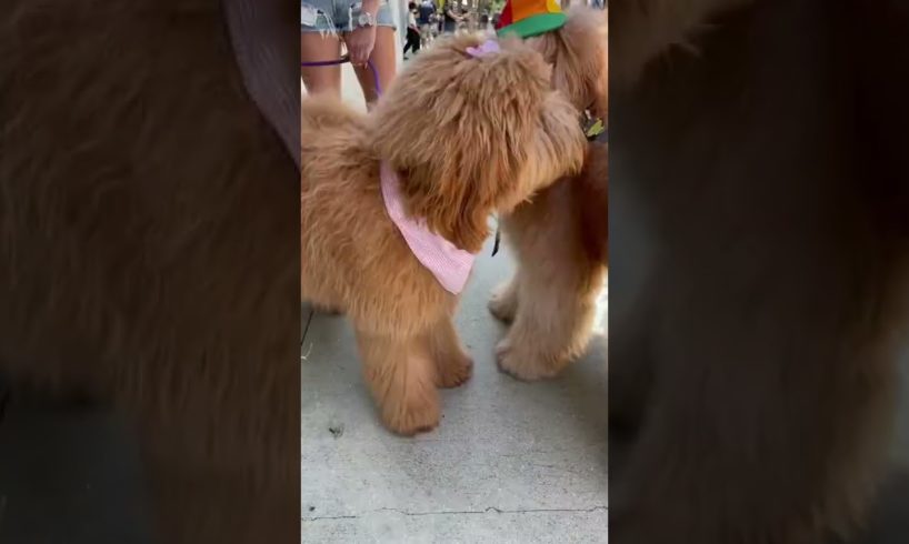 1 year puppy reunion! #puppies #goldendoodle #cute