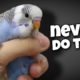 12 Things You Should Never Do to Your Budgie