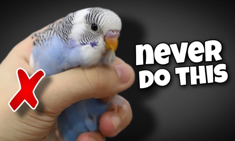 12 Things You Should Never Do to Your Budgie