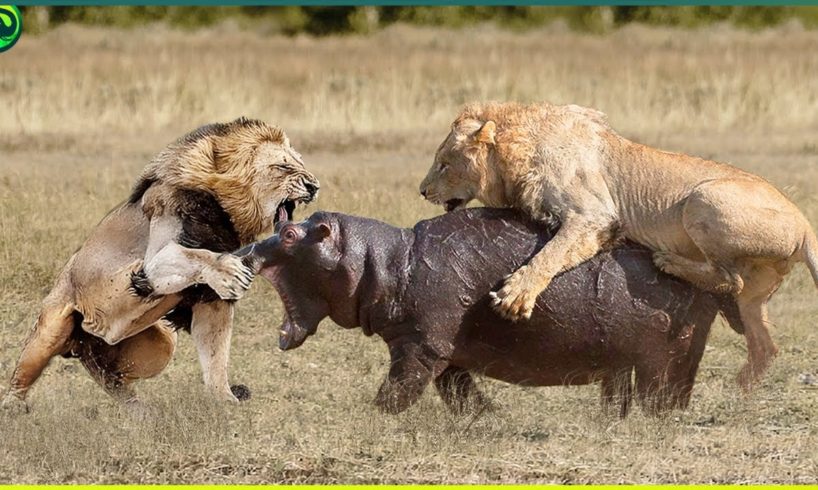 19 Insane Animal battles