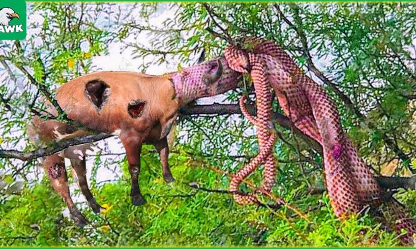 30 Tragic Moments! Hungry Python Tries To Swallow Cow, What Happens Next? | Animal Fight