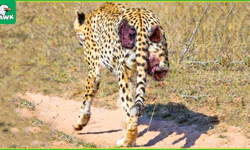 30 Tragic Moments! Leopards Were Seriously Injured When They Chose The Wrong Prey | Wild Animals