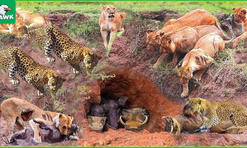 30 Tragic Moments! Lion Combines With Leopard Down To Warthog's Cave To Hunt | Wild Animals