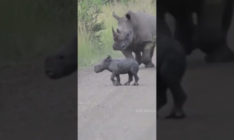 African Elephant vs White Rhino Fight By Wild Battles