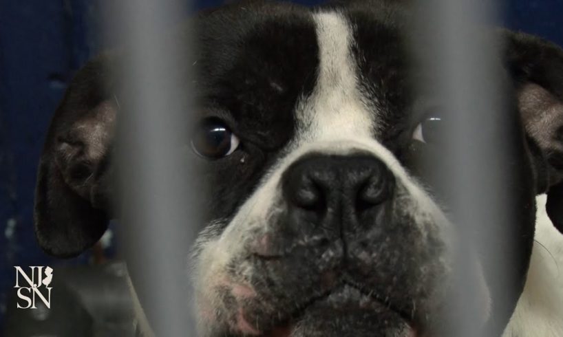 Animal shelters at capacity as more people give up pets