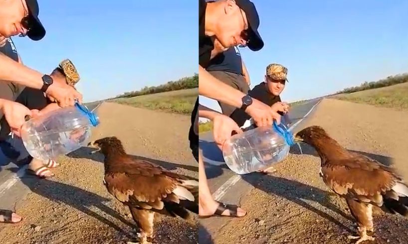 Animals That Asked People for Help Kindness Videos That Restored Faith in Humanity