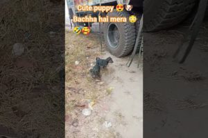 Bachha hai mera 😳🤣 | Cute puppies |🥰🐶#street #dog #cute #puppy #trending #shortvideo #shorts #dogs