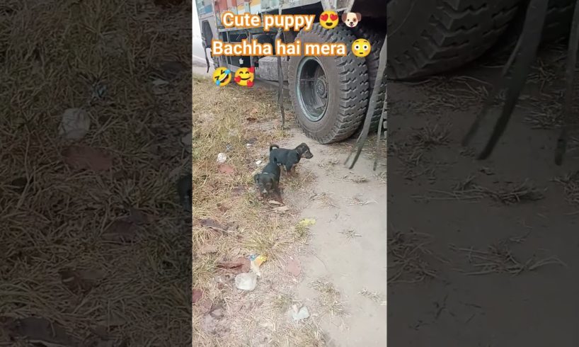 Bachha hai mera 😳🤣 | Cute puppies |🥰🐶#street #dog #cute #puppy #trending #shortvideo #shorts #dogs