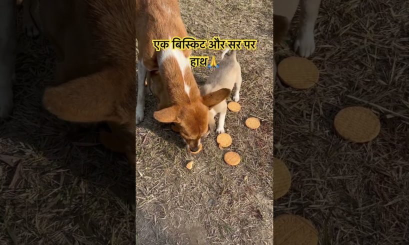 Bahut Cute Puppies 🐶🐶🐶😍❤️#doglover #happiness #gajyotifamilyvlogs #shorts