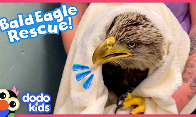 Bald Eagle Tries Not To Be Angry With Her Rescuers | Rescued! | Dodo Kids