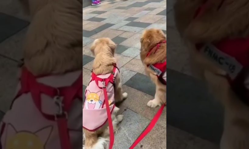 Best Funny Cute Twins Dog #shorts #cat #dog #funnyvideo #animals viral