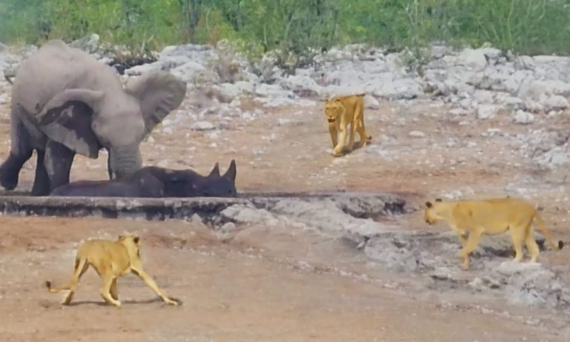 Brave Elephant Rescues Trapped Rhino From Hungry Lions, What Happened?