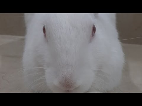 Bunny playing video | खरगोश क्या खेलते हैं | Rabbit playing video with owner   #rabbit #cutebunny