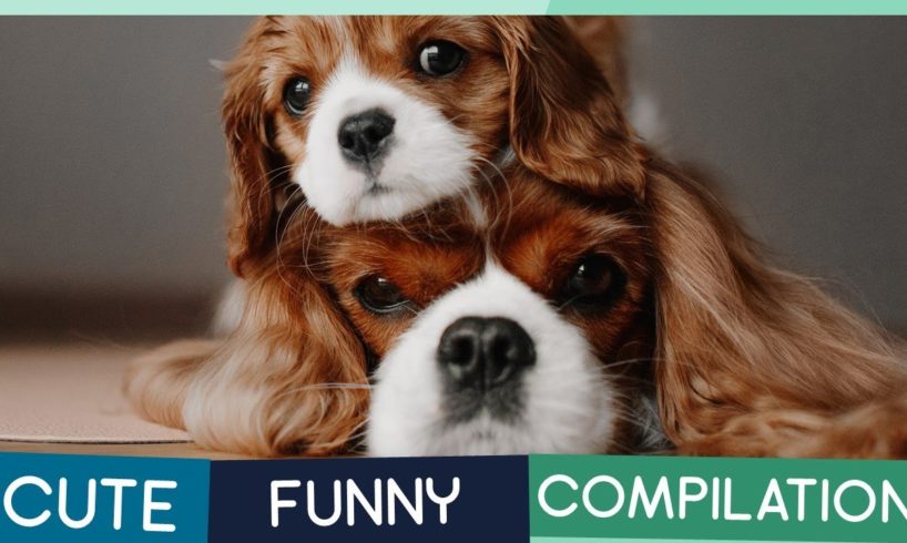 Cavalier King Charles Spaniel Compilation: Cute Puppies, Funny Dogs & Tricks