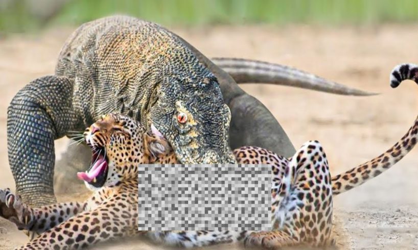 Craziest Animal Fights of All Time