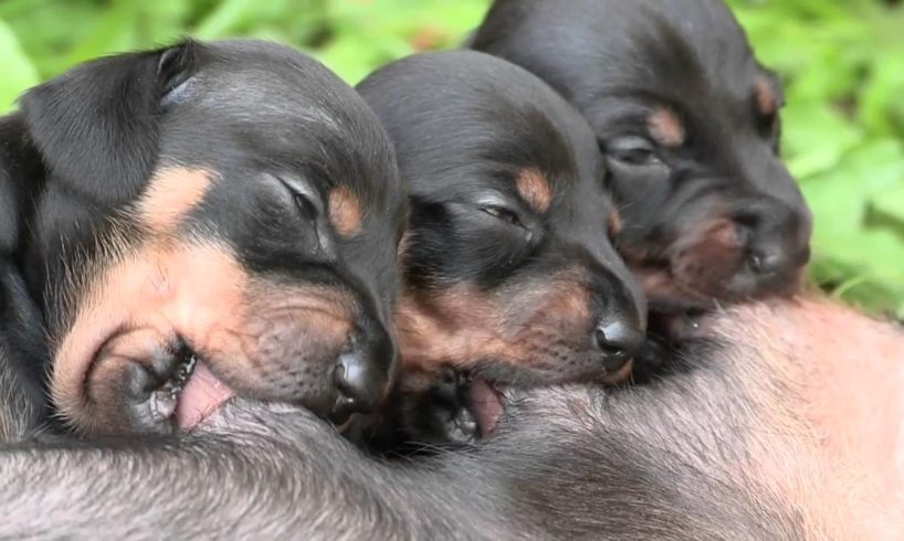 Cute Dachshund Puppies Suckling