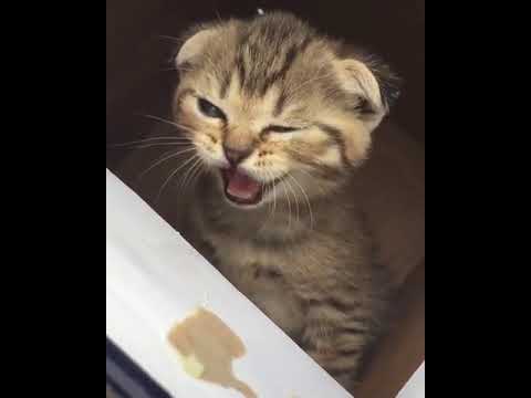 Cute Kitten Meowing