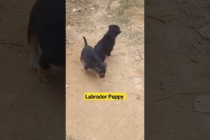 Cute Puppies | Puppy || #petsdog #homedog #puppydog #animalshorts #tiktok #viral #labrador #video