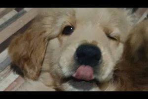 Cute puppies 🤩|#goldenretriever #puppies #cute #doglover |