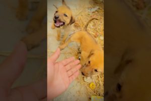 Cute puppies help | #shortsvideo