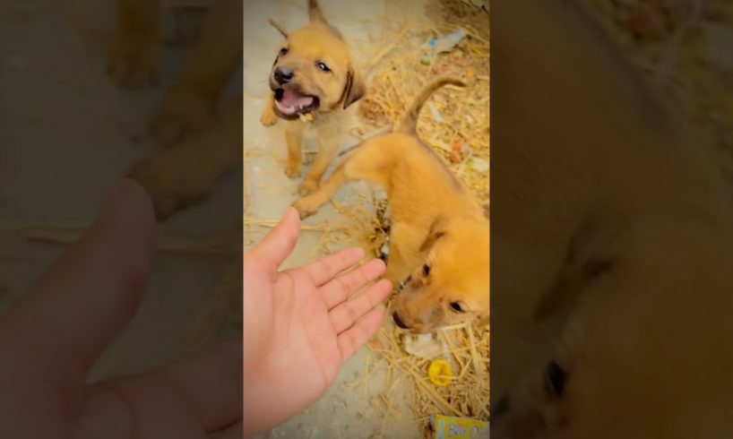 Cute puppies help | #shortsvideo