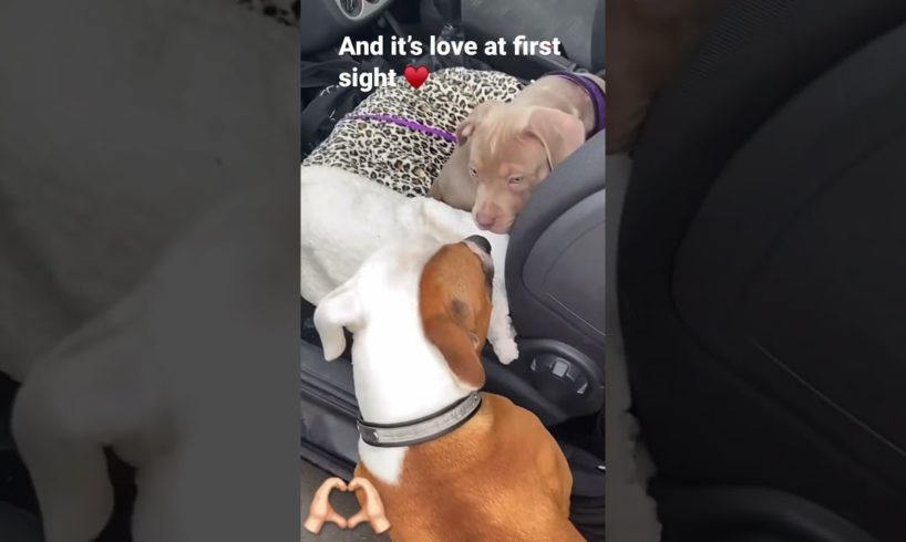 DO YOU THINK this DOG is in LOVE 🥰 |Wholesome Video #funny #dog #shorts #youtubeshorts