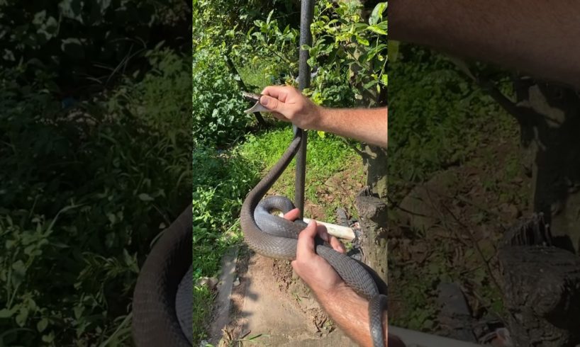 Deadly venomous Black mamba rescued by Nick Evans in South Africa