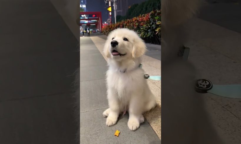 Dodo Cute Puppies | Golden Retriever Puppy🐶 #shorts #viral #trending #goldenretriever #pets #dog