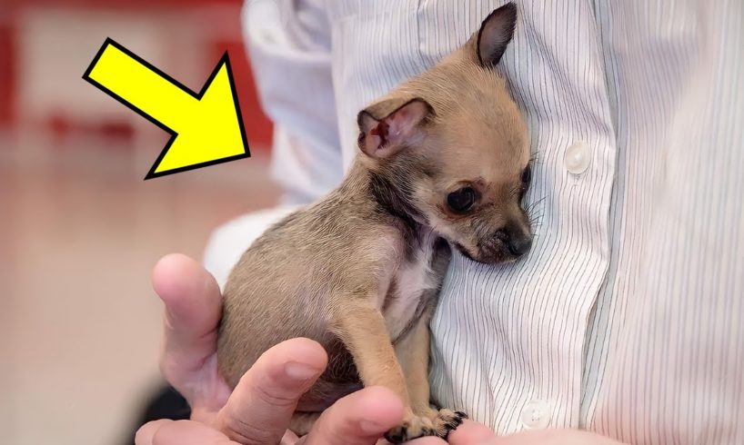 Dog Puppy Was Returned For The 7th Time To The Shelter, Then The Staff Made a Shocking Discovery