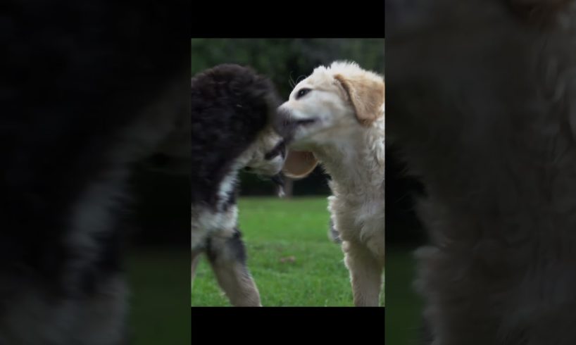 Dog puppies playing in front of their mother, cute animals on natural background