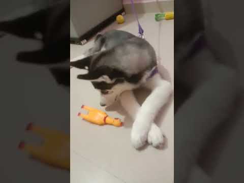 Eva the husky | Siberian husky | dog playing with her toy | loyaldogbreed #dog #love #animals #cute