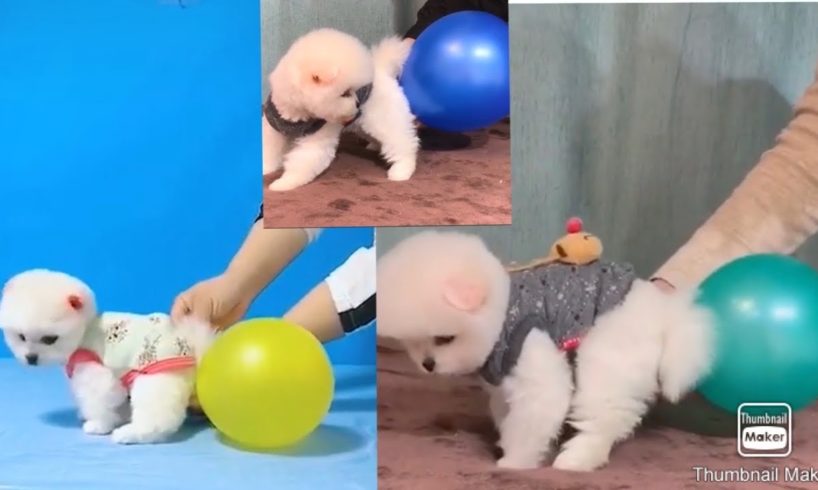 Farting Cute Puppies  | Teacup Pomeranian TikTok Videos |Funny Animal Videos