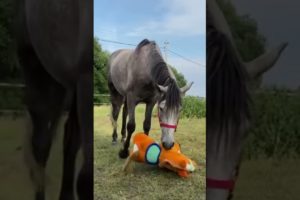 Fenya is having fun part 3 | Horse playing | Funny horse #horse #animals #shorts