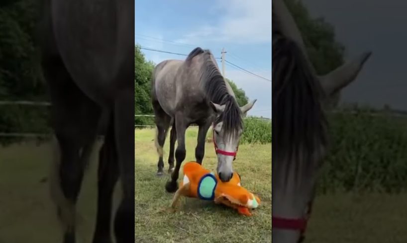 Fenya is having fun part 3 | Horse playing | Funny horse #horse #animals #shorts