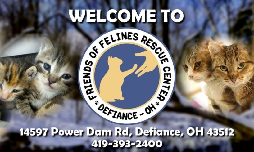 Friends of Felines Rescue Center