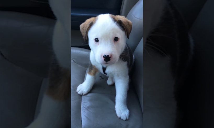 Funny Little Puppy Gets Angry at His Own Hiccups