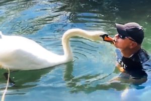 Guy Rescues Egg from Storm and Becomes a Swan's Dad for Life