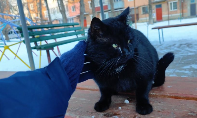 Huge cat in a tuxedo