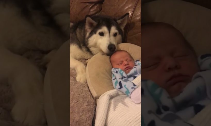 Husky & Baby Becoming Best Friends! #shorts