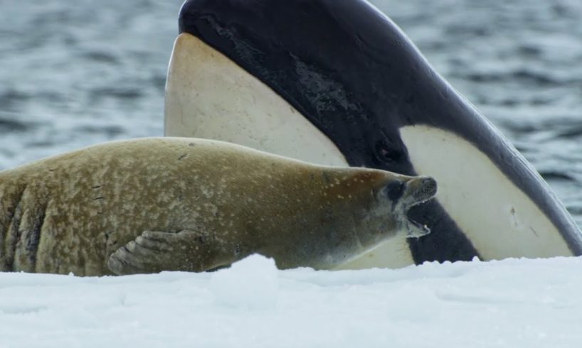 Killer Whale's Extraordinary Hunting Technique | Frozen Planet II | BBC Earth