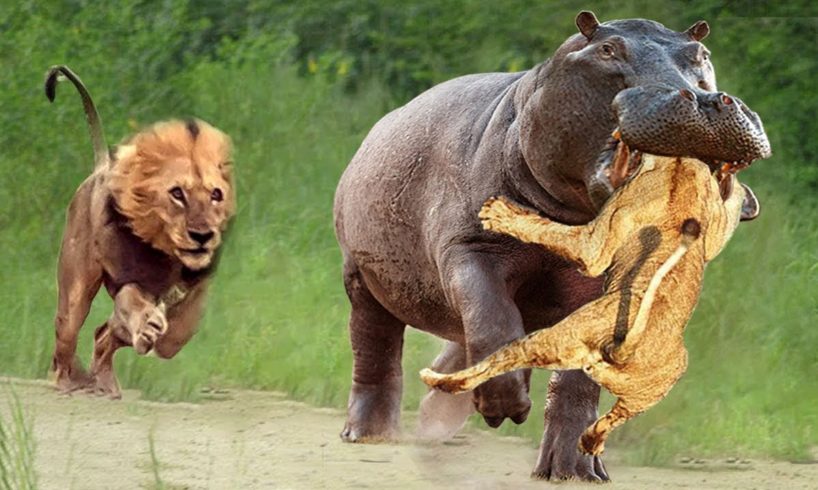 Lions Attacks Hippo To Rescue Teammates From Giant Mouth- The Fierce Battle Between Hippo Vs Lions