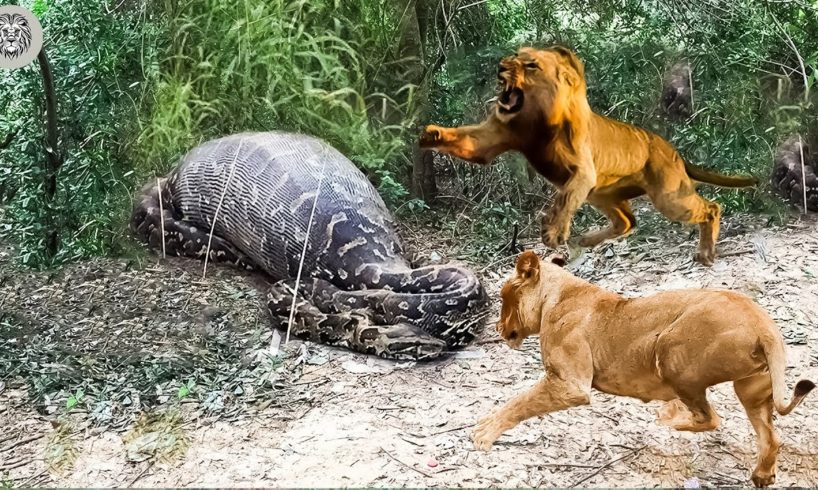 Lions vs Big Python Real Fight And What Happens Next? | Animal Attacks