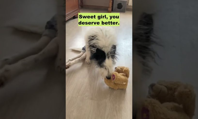 Little dog paralyzed from a road accident but she will live her best life